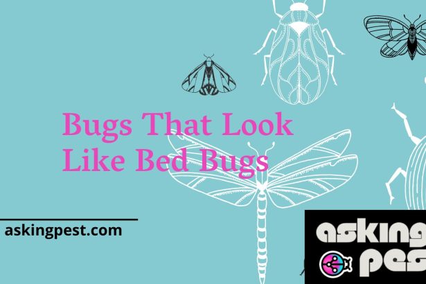 Bugs That Look Like Bed Bugs