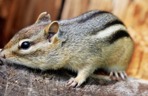 Humane Ways to Evict Backyard Rodents