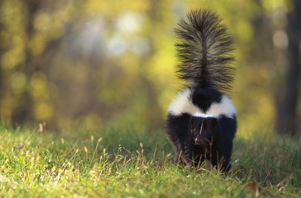Safe and Easy Ways to Get Rid of Skunks