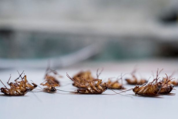 The Bed Bug Battle: How Long Do These Pests Live After Spraying?
