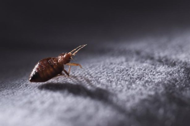 How to Kill Bed Bugs on Your Sofa