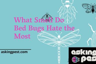 What Smell Do Bed Bugs Hate the Most