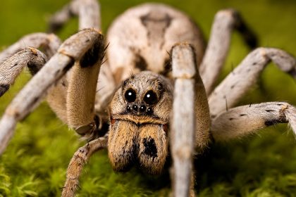 Nature’s Pest Control: Wolf Spiders Hunting Brown Recluse?