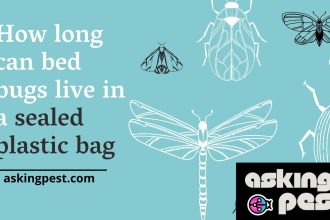 How Long Can Bed Bugs Live in a Sealed Plastic Bag