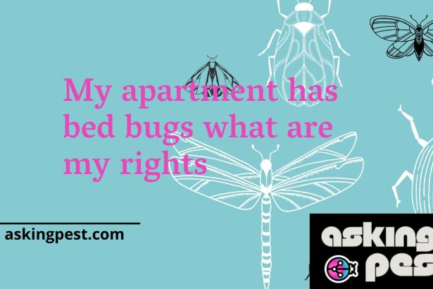 My Apartment Has Bed Bugs: What Are My Rights?