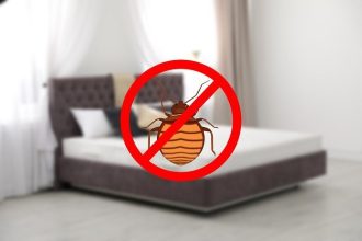 Black Bugs That Look Like Bed Bugs