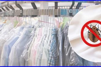 How Long to Dry Clothes to Kill Bed Bugs? Get the Timing Right!